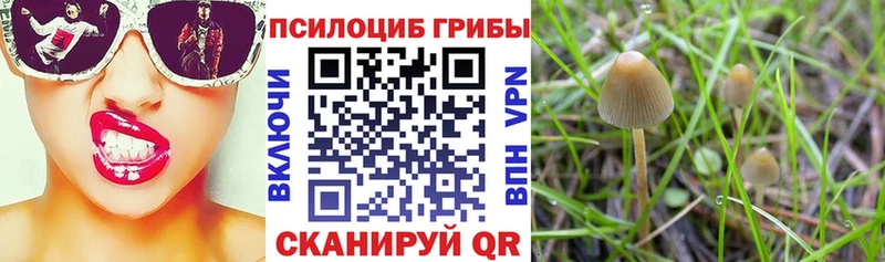 купить закладку ссылка на мегу ссылка Галлюциногенные грибы MAGIC MUSHROOMS Энем